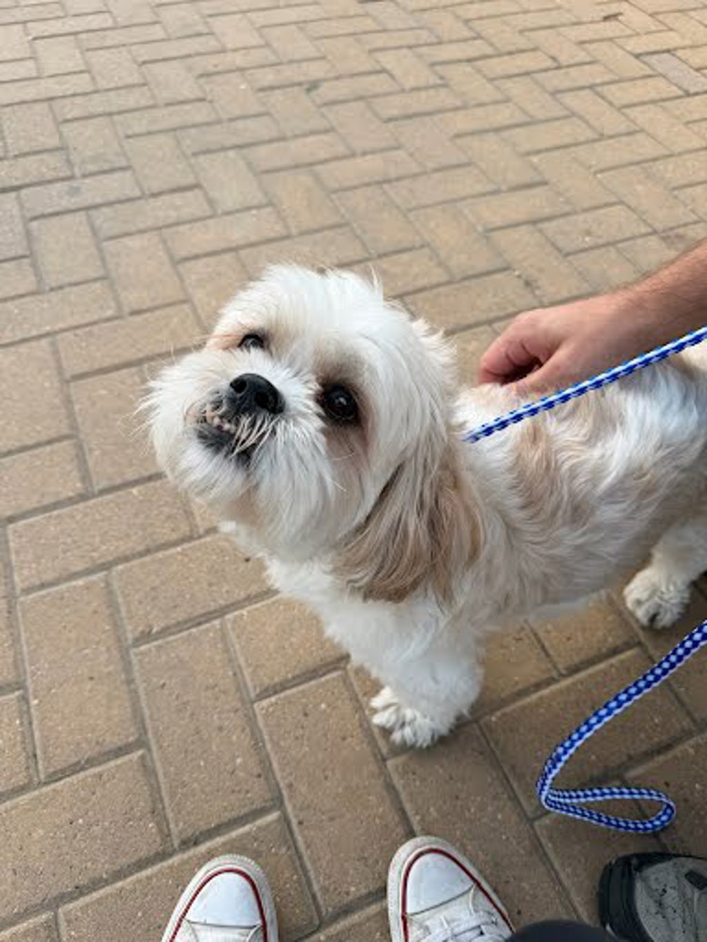 Shelter Stray Male Dog last seen Near Airport Boulevard, AUSTIN, TX, 78702, 7201 Levander Loop bldg a, Austin, TX 78702, USA
