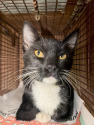 Shelter Stray Male Cat last seen Near Presidential Boulevard, AUSTIN, TX, 78719, 7201 Levander Loop bldg a, Austin, TX 78702, USA