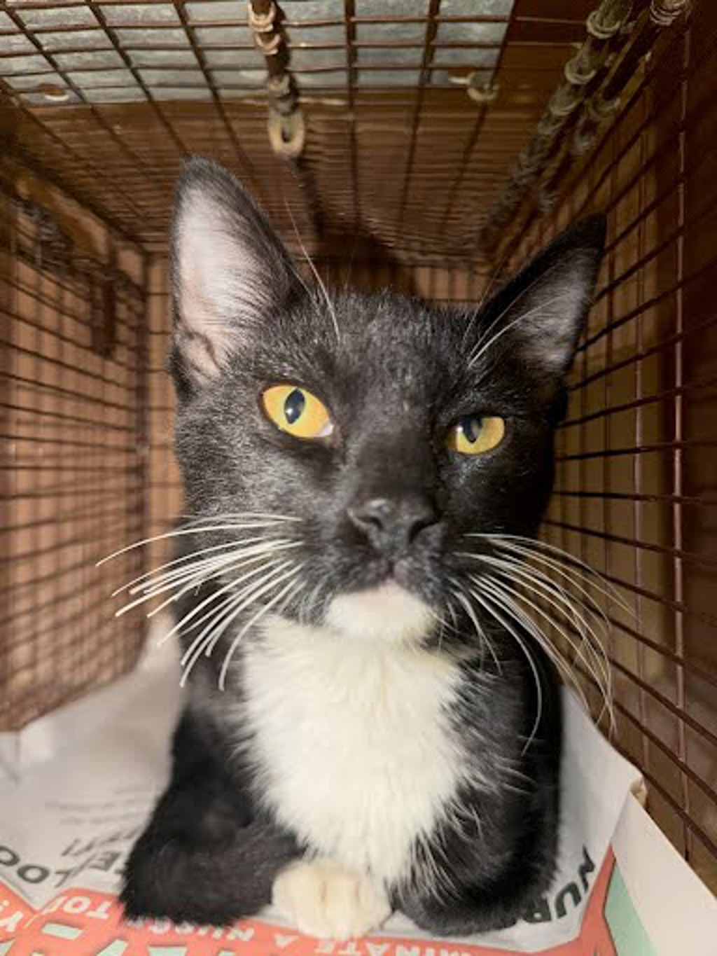 Shelter Stray Male Cat last seen Near Presidential Boulevard, AUSTIN, TX, 78719, 7201 Levander Loop bldg a, Austin, TX 78702, USA