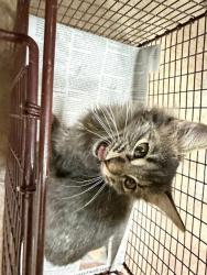 Shelter Stray Female Cat last seen Near Powder Creek Drive, MANOR, TX, 78653, 7201 Levander Loop bldg a, Austin, TX 78702, USA
