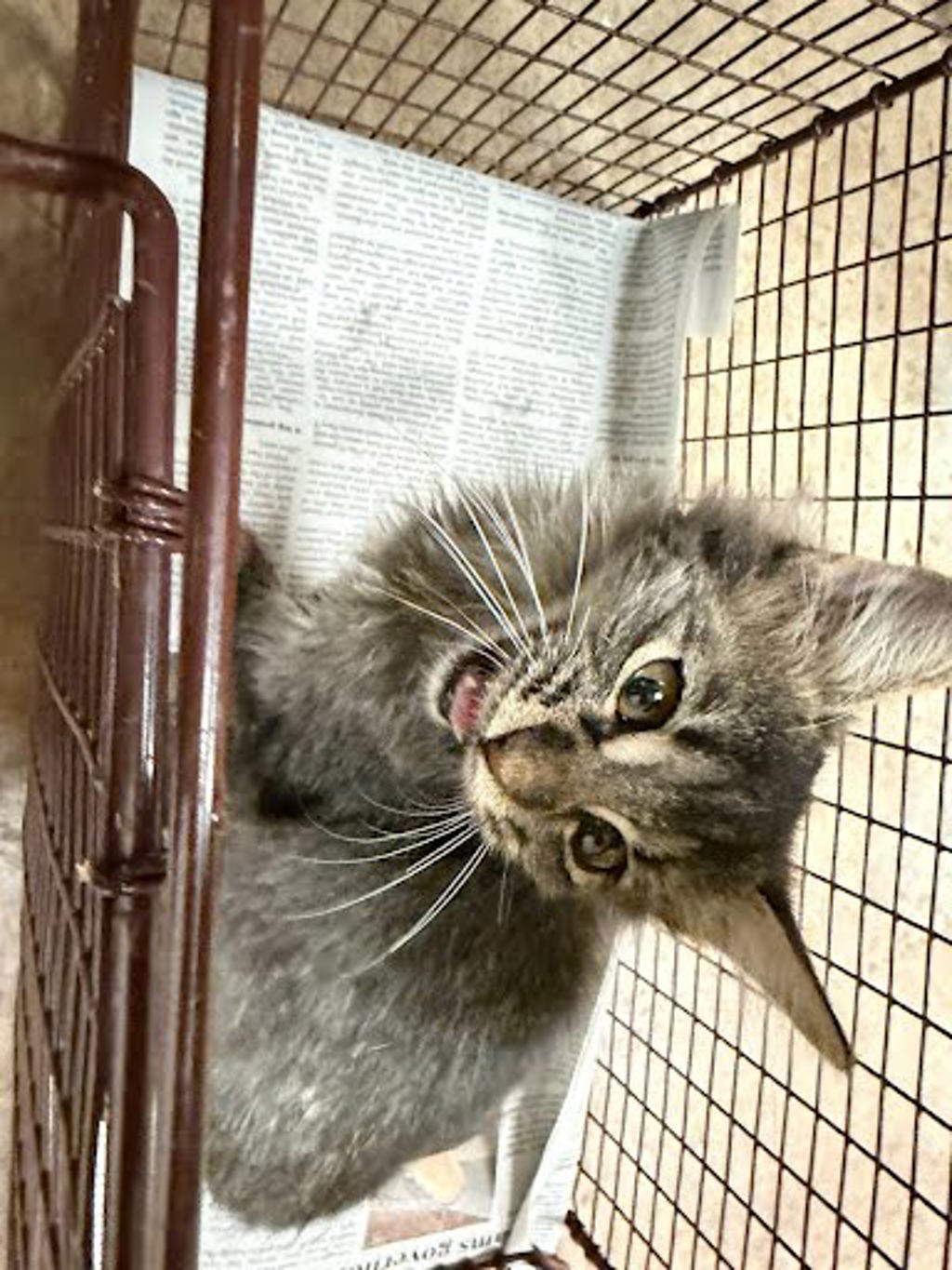 Shelter Stray Female Cat last seen Near Powder Creek Drive, MANOR, TX, 78653, 7201 Levander Loop bldg a, Austin, TX 78702, USA