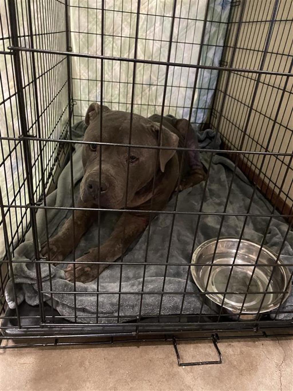 Shelter Stray Male Dog last seen Near Collinfield Drive, AUSTIN, TX, 78758, 7201 Levander Loop bldg a, Austin, TX 78702, USA