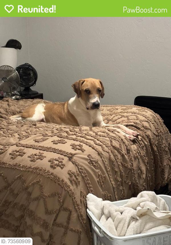 Reunited Male Dog last seen Saint Charles drive near the skate park and police station, Springtown, TX 76082