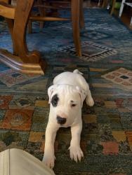 Found/Stray Female Dog last seen Pleasurehouse Rd, Virginia Beach, VA 23455