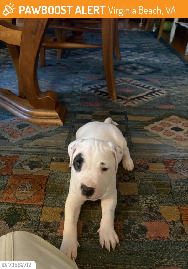 Found/Stray Female Dog last seen Pleasurehouse Rd, Virginia Beach, VA 23455