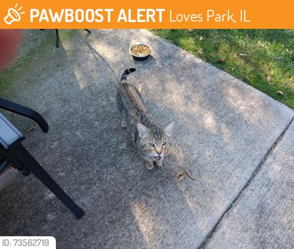 Found/Stray Male Cat last seen Broadcast parkway, Loves Park, IL 61111