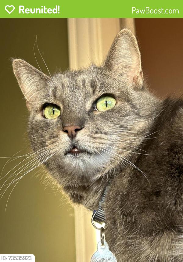 Reunited Female Cat last seen Playstead Rd. and Playstead Park, Medford, MA 02155