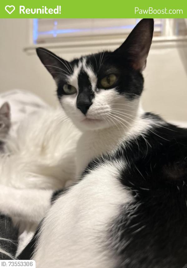 Reunited Female Cat last seen Barton rd and Richardson st, Loma Linda, CA 92354
