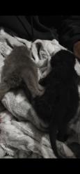 Found/Stray Unknown Cat last seen Holman, Stockton, CA 95212
