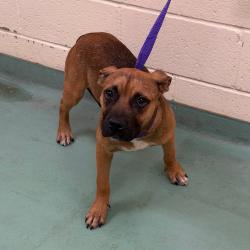 Shelter Stray Female Dog last seen , 2350 Appling City Cove, Memphis, TN 38133, USA