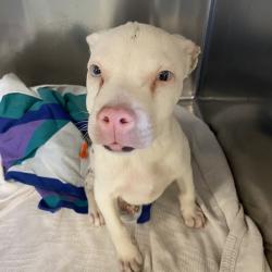 Shelter Stray Male Dog last seen , 2350 Appling City Cove, Memphis, TN 38133, USA
