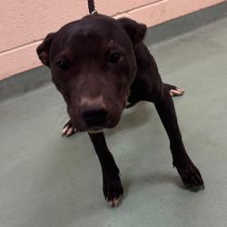 Shelter Stray Female Dog last seen , 2350 Appling City Cove, Memphis, TN 38133, USA