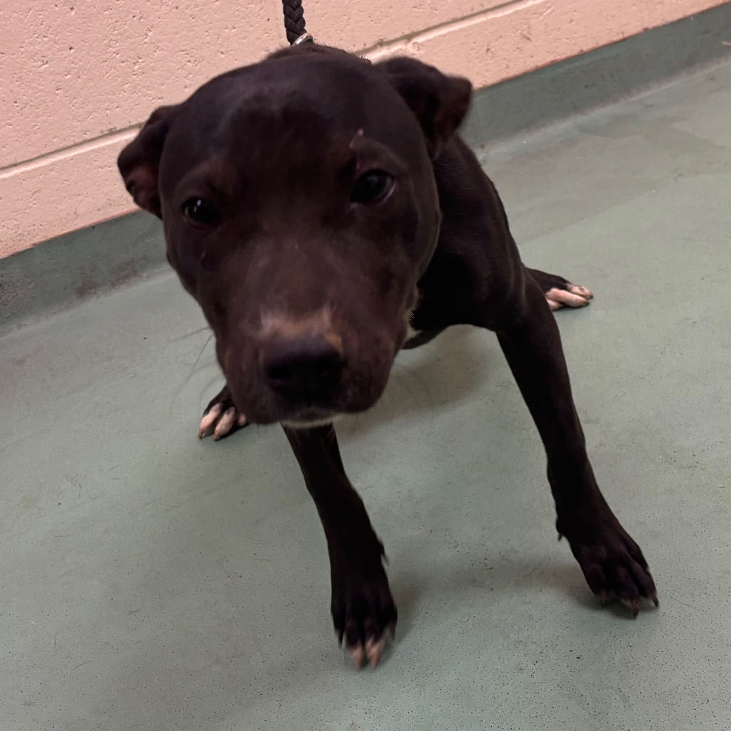 Shelter Stray Female Dog last seen , 2350 Appling City Cove, Memphis, TN 38133, USA