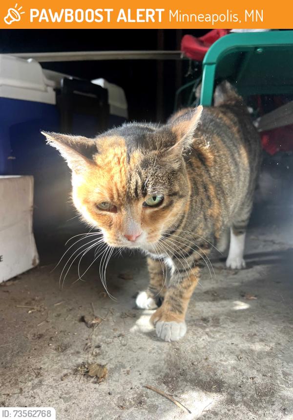 Found/Stray Female Cat last seen Minneapolis, mn, Minneapolis, MN 55402
