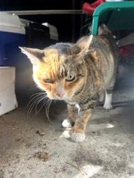 Found/Stray Female Cat last seen Minneapolis, mn, Minneapolis, MN 55402