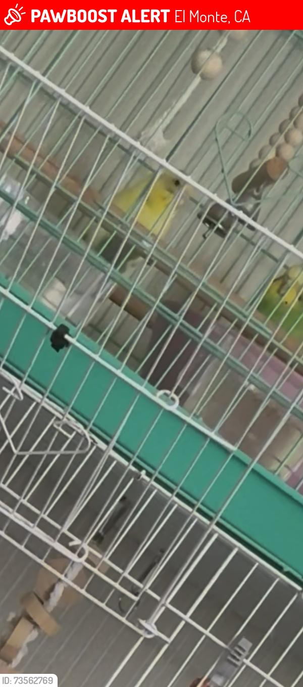 Lost Male Bird last seen Valley &Baldwin, El Monte, CA 91731