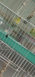 Lost Male Bird last seen Valley &Baldwin, El Monte, CA 91731