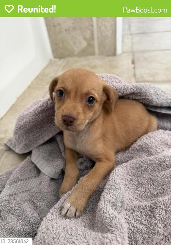 Reunited Male Dog last seen S Florida Avenue, Lakeland, FL 33803