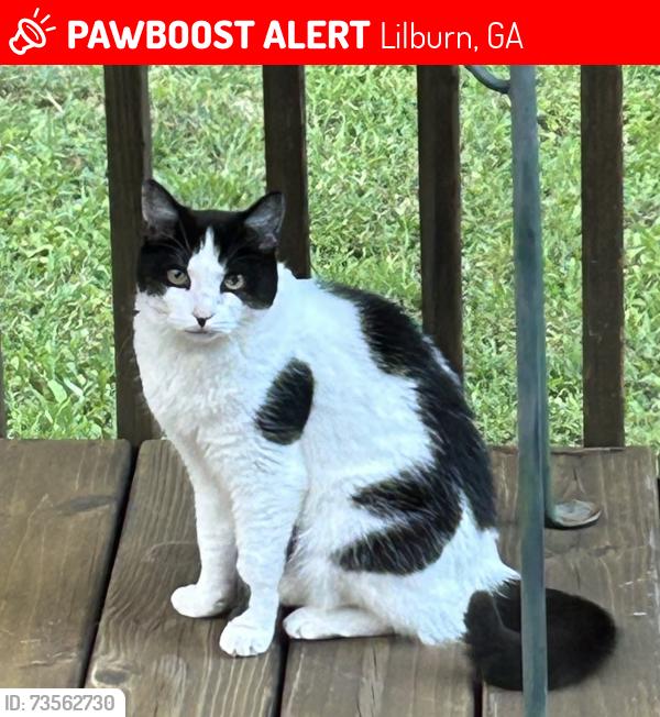 Lost Female Cat last seen Wydella Road at Lilburn Stone Mountain. Briggs circle. Paschal Circle, Shunn Way, Lilburn, GA 30047