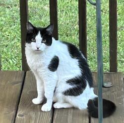 Lost Female Cat last seen Wydella Road at Lilburn Stone Mountain. Briggs circle. Paschal Circle, Shunn Way, Lilburn, GA 30047