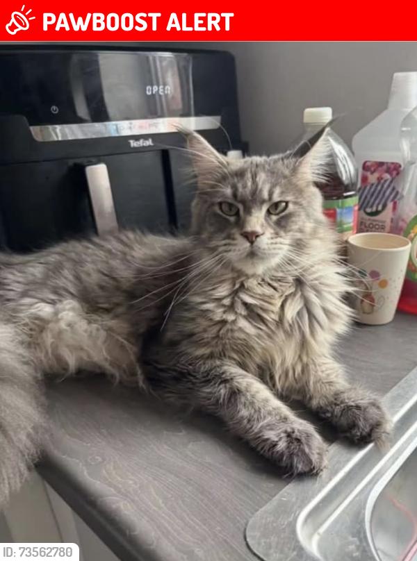 Lost Female Cat last seen Cannadine road, Warwickshire, England CV8 2LH
