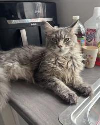Lost Female Cat last seen Cannadine road, Warwickshire, England CV8 2LH