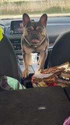 Reunited Male Dog last seen Near DPS office, Cleburne, TX 76033