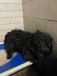 Shelter Stray Female Dog last seen I-5, French Camp, CA, USA, 1575 S Lincoln St, Stockton, CA 95206, USA