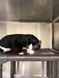 Shelter Stray Male Cat last seen Near W 1500 S, Woods Cross, UT 84010, USA, 1422 E 600 N, Fruit Heights, UT 84037, USA