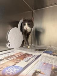 Shelter Stray Male Cat last seen Near W 1500 S, Woods Cross, UT 84010, USA, 1422 E 600 N, Fruit Heights, UT 84037, USA