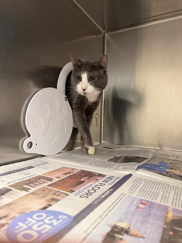 Shelter Stray Male Cat last seen Near W 1500 S, Woods Cross, UT 84010, USA, 1422 E 600 N, Fruit Heights, UT 84037, USA