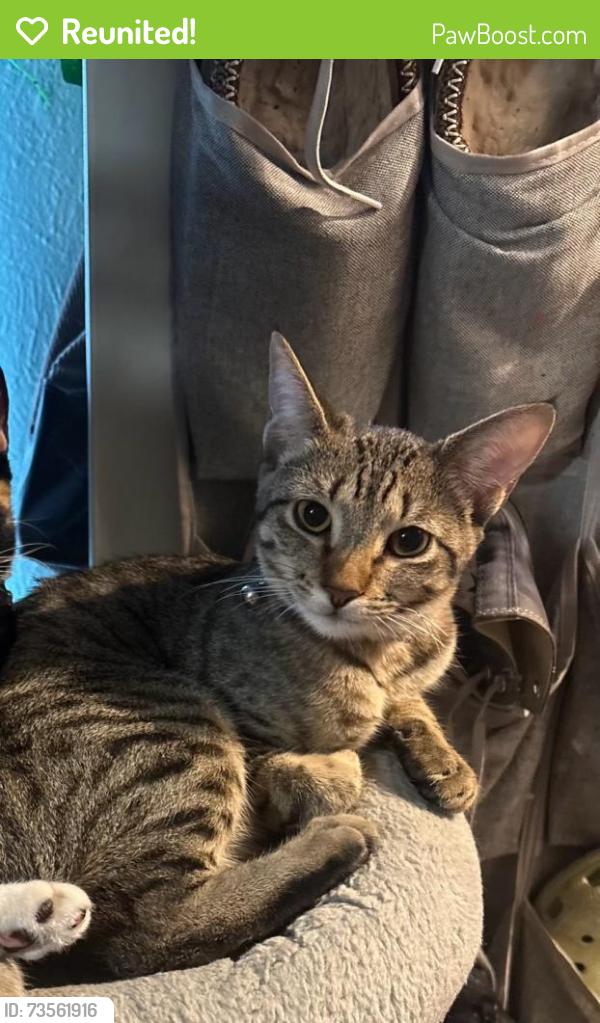 Reunited Female Cat last seen Luallen and mayflower dr carrollton, Carrollton, TX 75007
