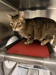 Shelter Stray Male Cat last seen Near W 1500 S, Woods Cross, UT 84010, USA, 1422 E 600 N, Fruit Heights, UT 84037, USA