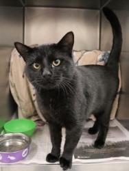 Shelter Stray Male Cat last seen Near N Village Way, Fruit Heights, UT 84037, USA, 1422 E 600 N, Fruit Heights, UT 84037, USA