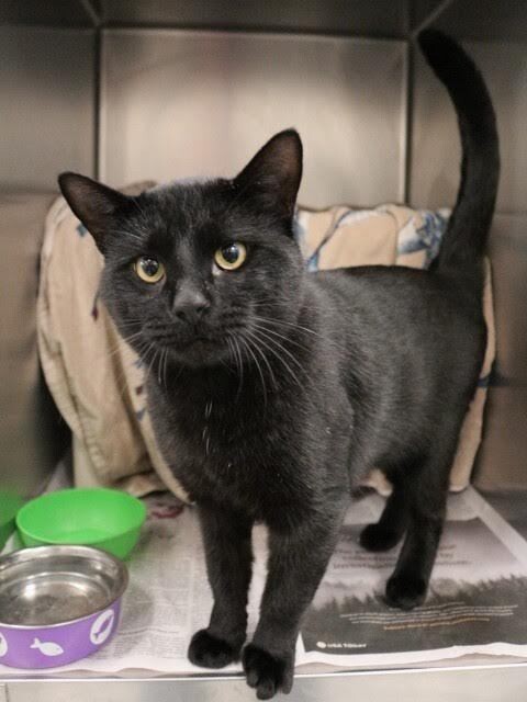 Shelter Stray Male Cat last seen Near N Village Way, Fruit Heights, UT 84037, USA, 1422 E 600 N, Fruit Heights, UT 84037, USA
