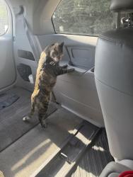 Lost Female Cat last seen Langford close neighborhood, Norcross, GA 30071