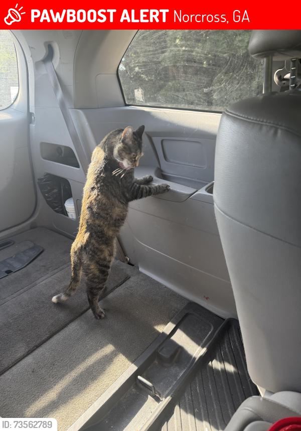 Lost Female Cat last seen Langford close neighborhood, Norcross, GA 30071