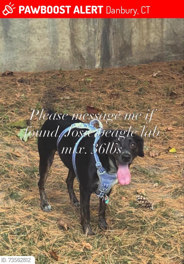 Lost Female Dog last seen Danbury hosp, Danbury, CT 06810