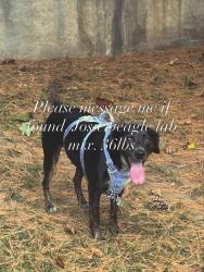Lost Female Dog last seen Danbury hosp, Danbury, CT 06810