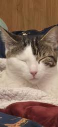 Found/Stray Unknown Cat last seen Palisades Ave West New York, West New York, NJ 07093