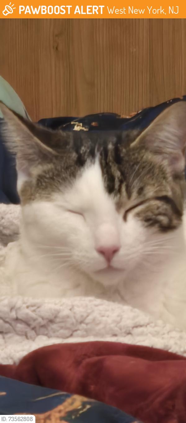 Found/Stray Unknown Cat last seen Palisades Ave West New York, West New York, NJ 07093