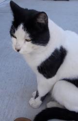 Found/Stray Male Cat last seen Antonio dr, Clovis, CA 93612