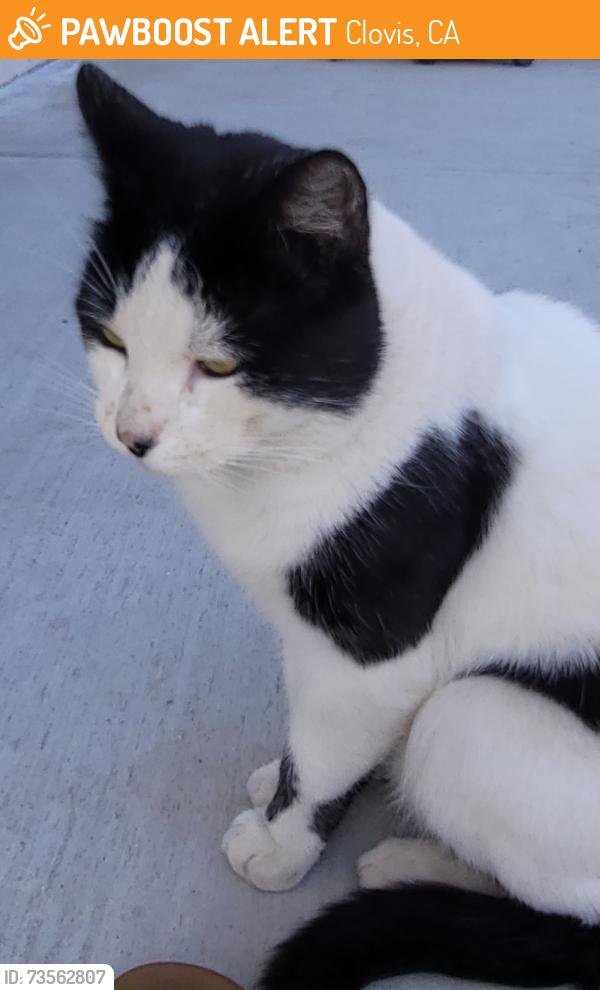 Found/Stray Male Cat last seen Antonio dr, Clovis, CA 93612