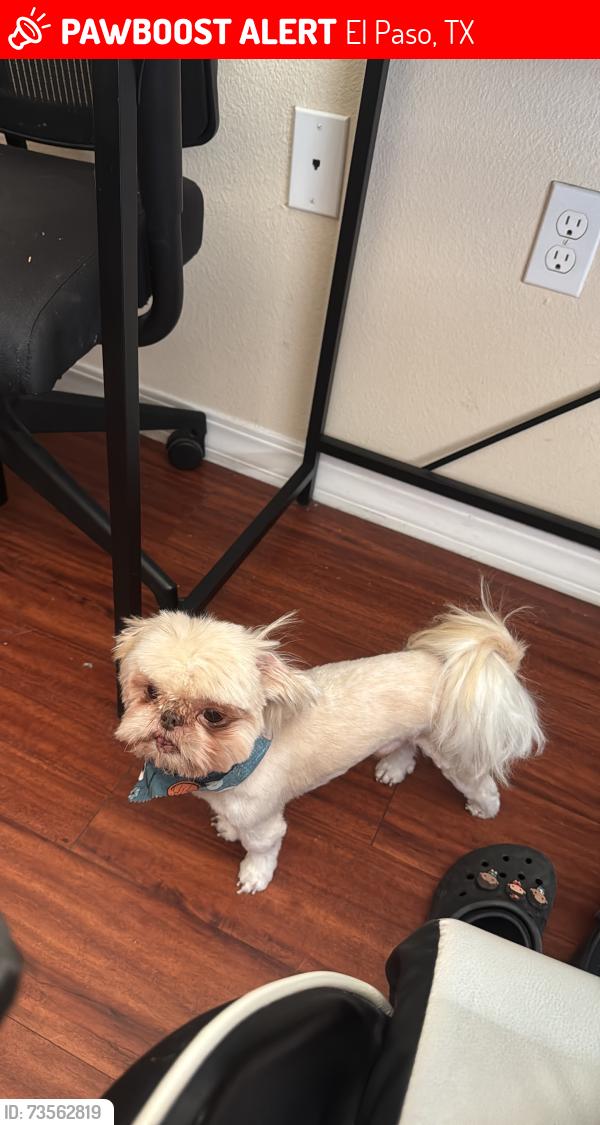 Lost Male Dog last seen Catalina way and Avalon, El Paso, TX 79925