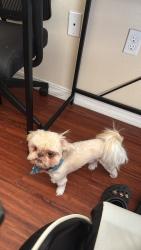 Lost Male Dog last seen Catalina way and Avalon, El Paso, TX 79925
