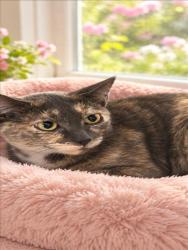 Shelter Stray Female Cat last seen , 957 N Gaffey St, San Pedro, CA 90731, USA