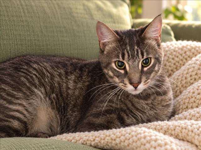 Shelter Stray Male Cat last seen , 957 N Gaffey St, San Pedro, CA 90731, USA