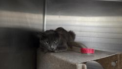 Shelter Stray Unknown Cat last seen , 3201 Lacy St, Los Angeles, CA 90031, USA