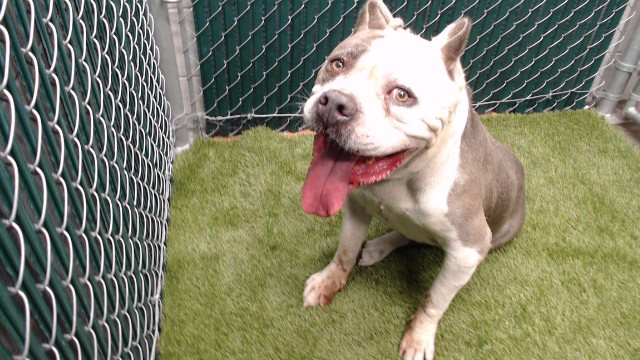 Shelter Stray Male Dog last seen , 11258 Garfield Ave, Downey, CA 90242, USA