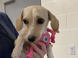 Shelter Stray Female Dog last seen , 11232 B Ave, Auburn, CA 95603, USA